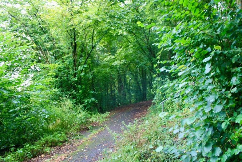 Wanderungen in Waldgebieten rund um Oberwinter bei Bonn. Leichte und schwere Wanderungen