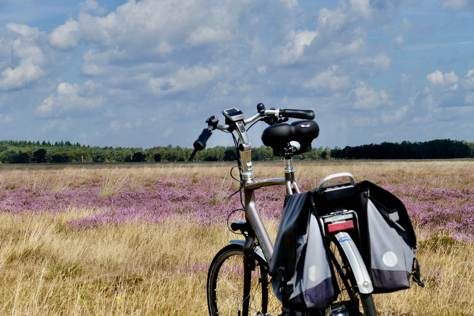 heather-4474030_1920 Rheinradweg Bonn Koblenz